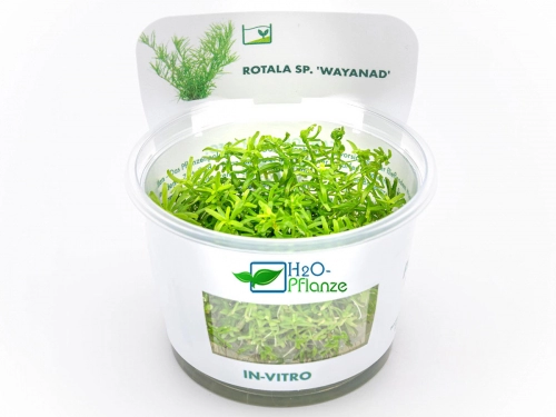 Grazile Rotala - Rotala sp. ´Wayanad´ in vitro